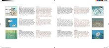 Load image into Gallery viewer, About Fish / Sobre los peces: A Guide for Children / Una guía para niños (Bilingual Edition)