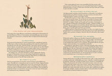 Load image into Gallery viewer, Noche antigua