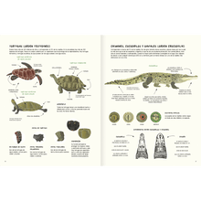 Load image into Gallery viewer, Agua y tierra, anfibios y reptiles de América

