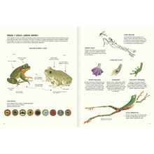 Load image into Gallery viewer, Agua y tierra, anfibios y reptiles de América

